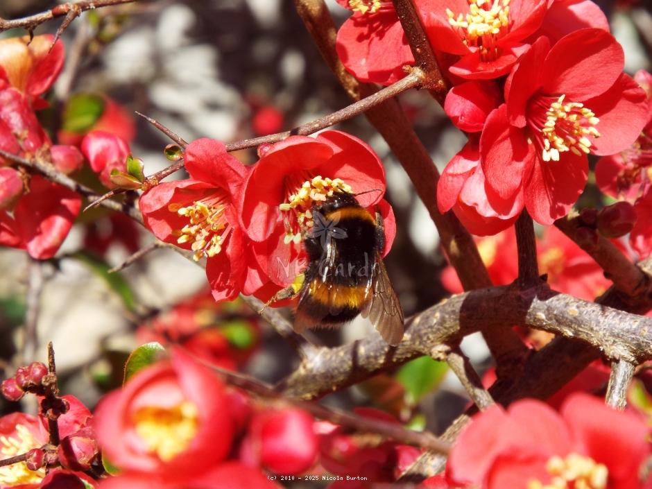 Quince Bee