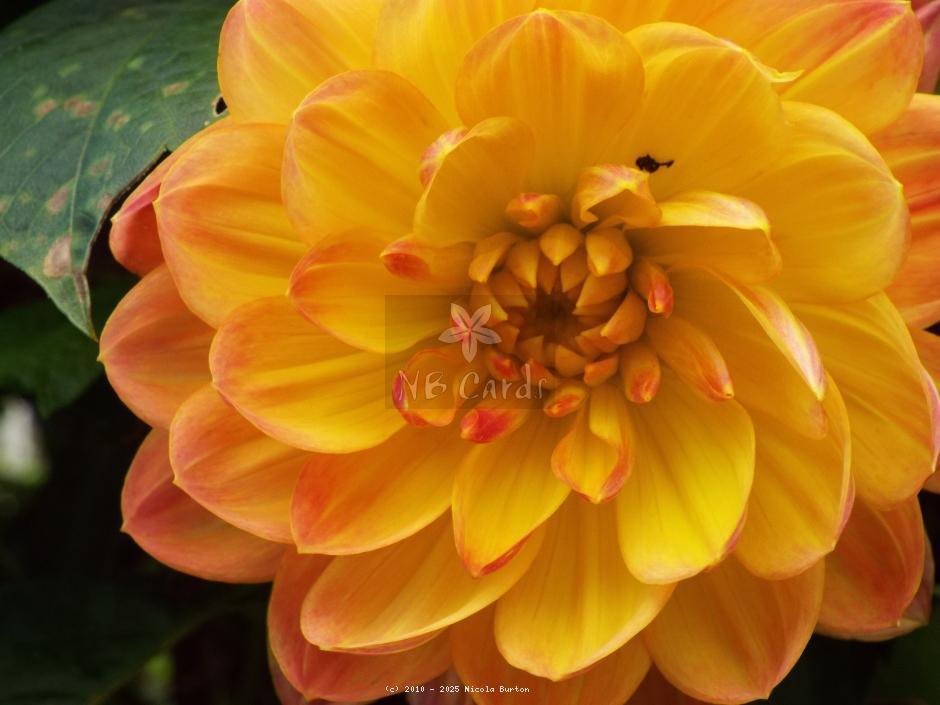 orange Dahlia 5