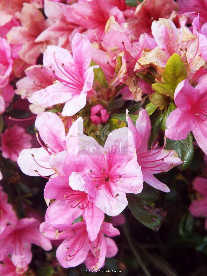 Rhododendrons
