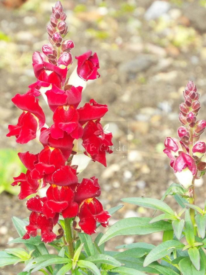 Snap dragon