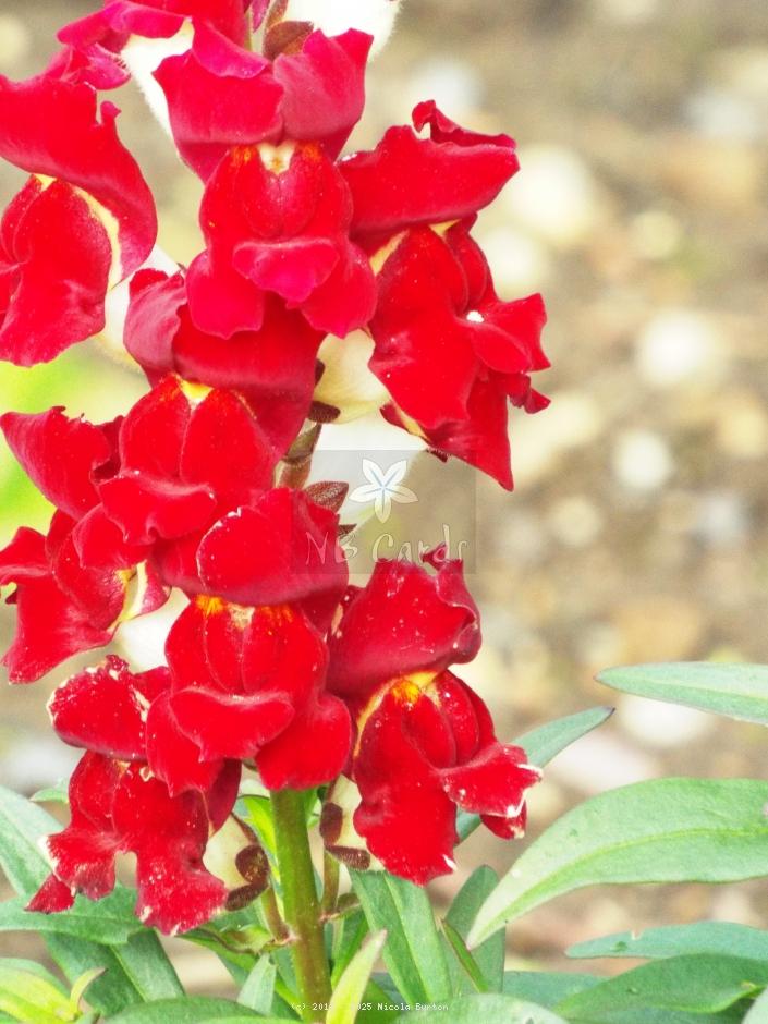 Snap dragon