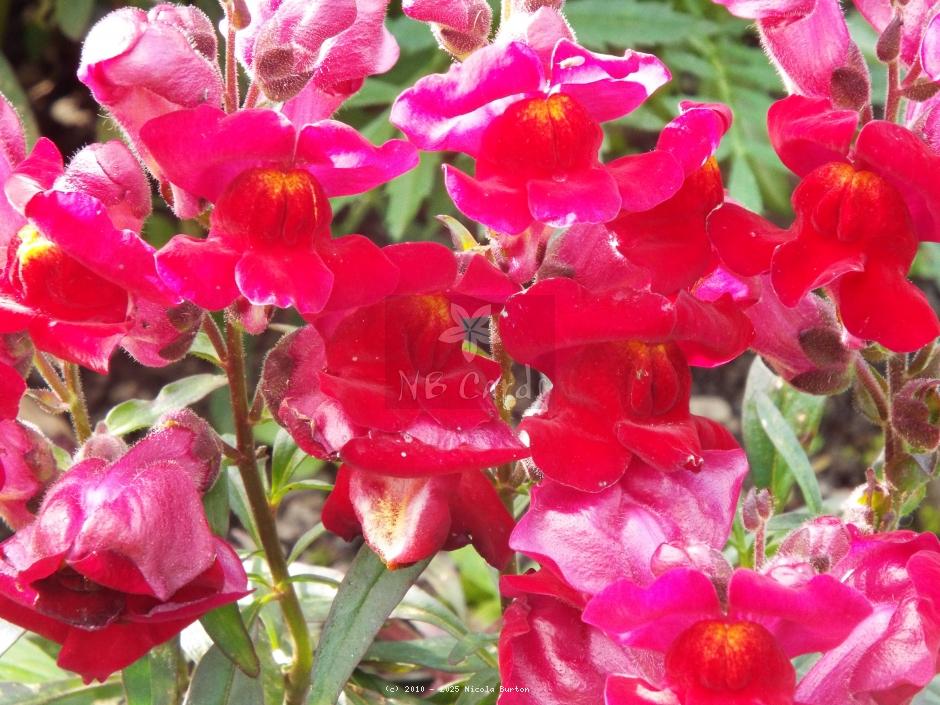 Snap dragon