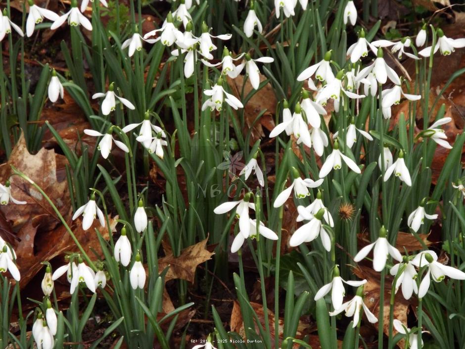 Snowdrops