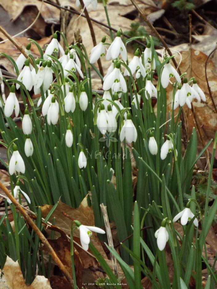 Snowdrops