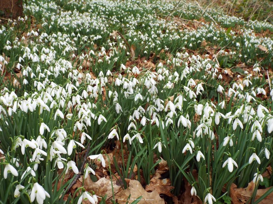 Snowdrops