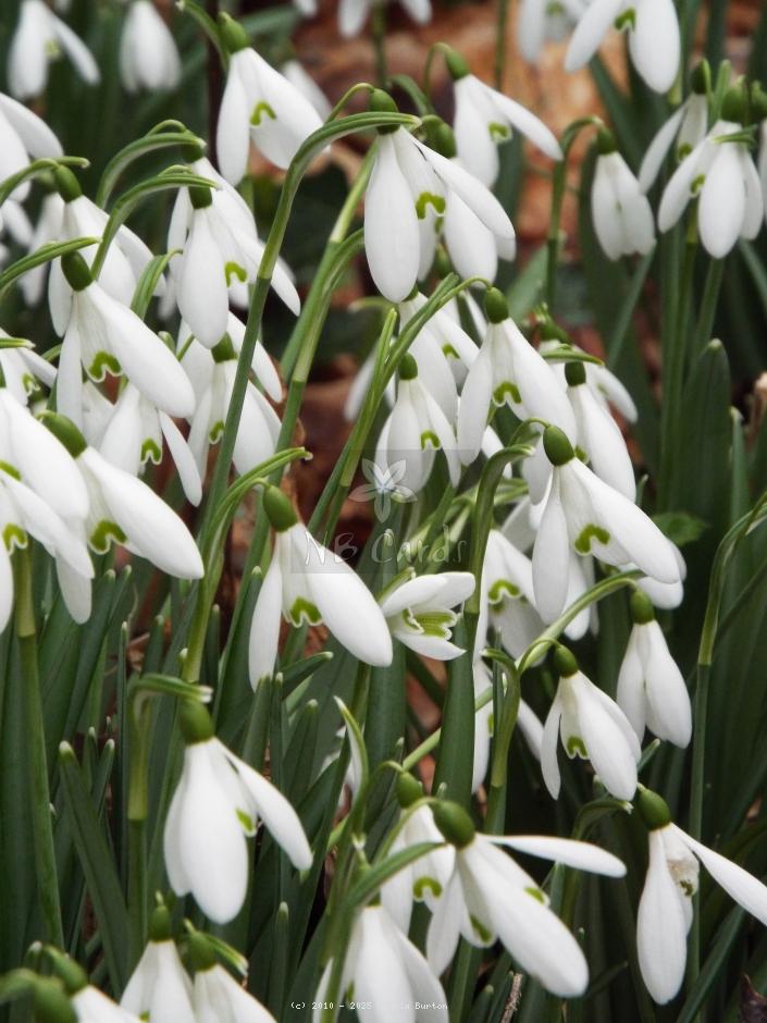 Snowdrops