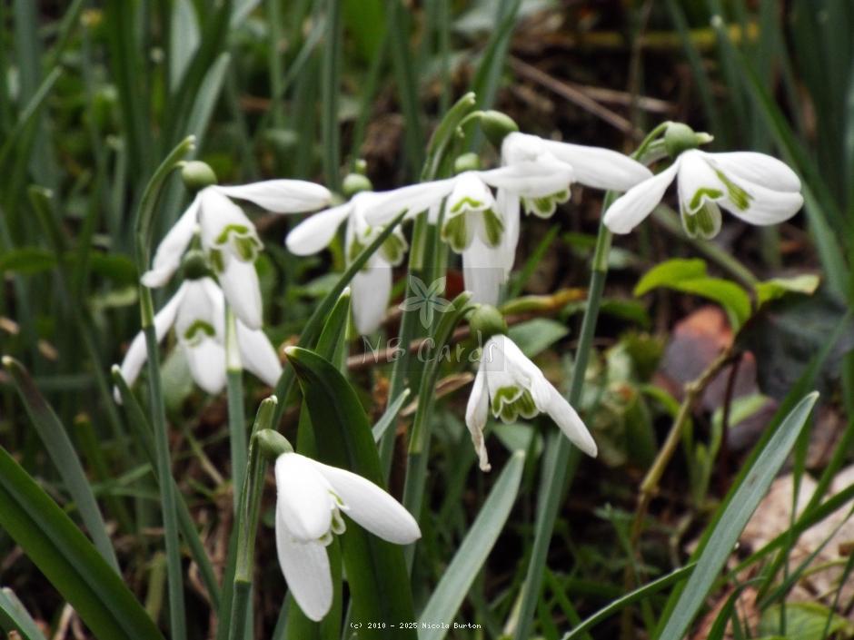 Snowdrops