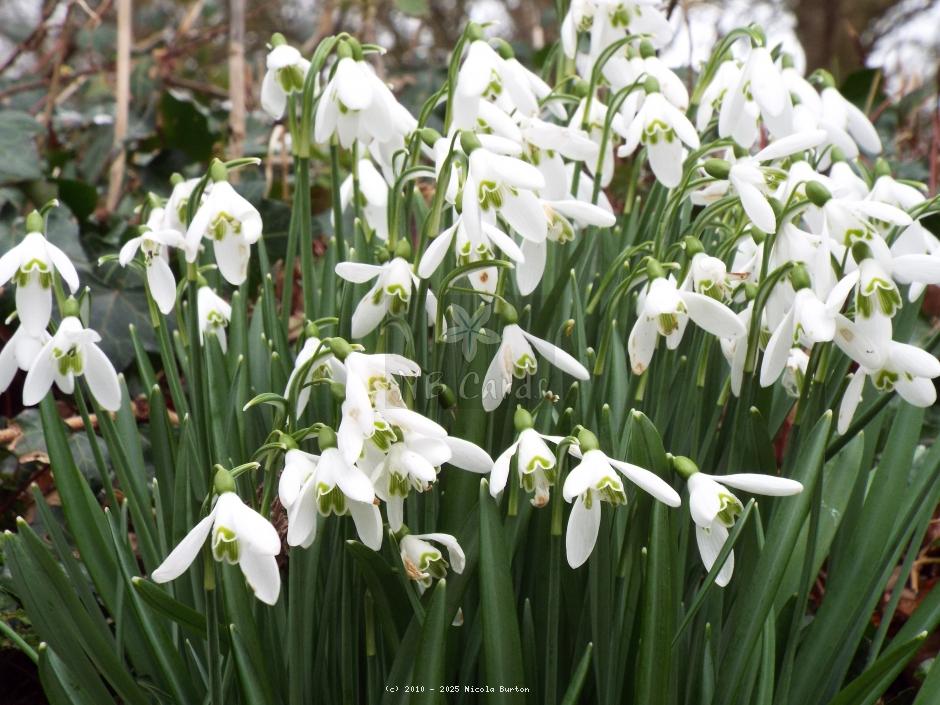Snowdrops