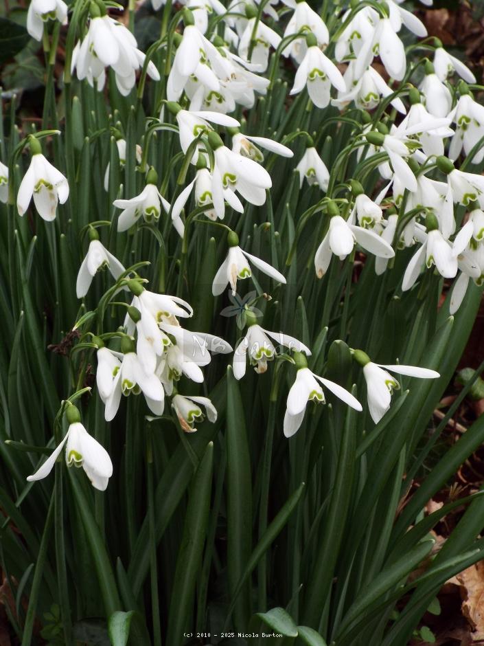 Snowdrops