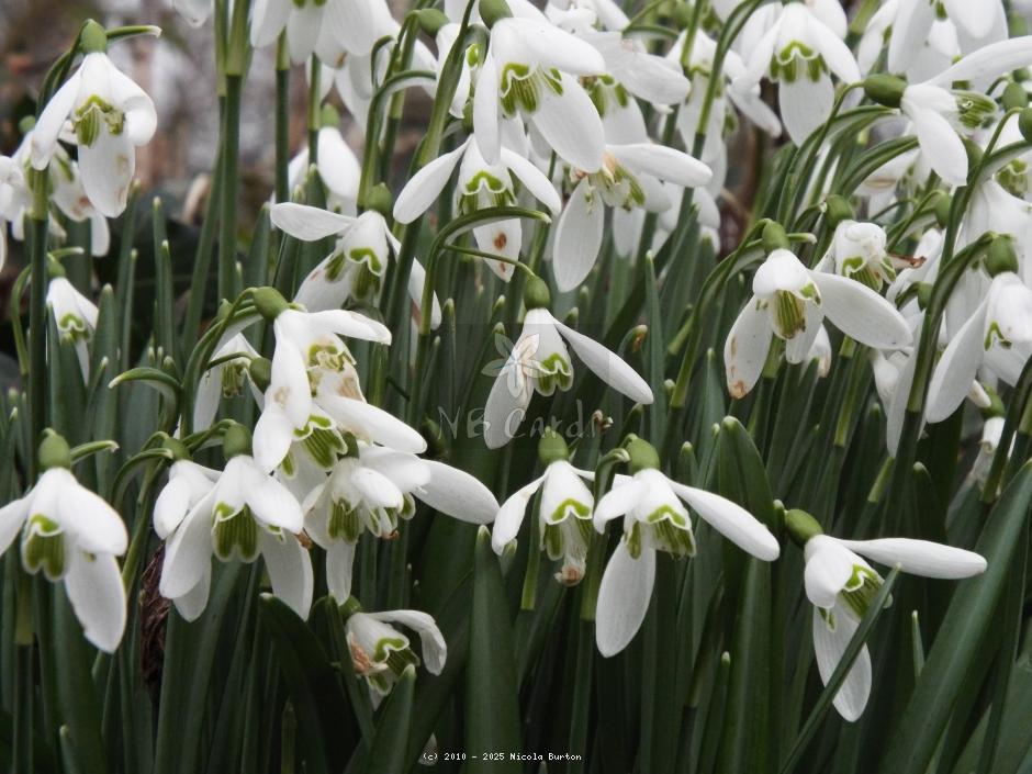 SNowdrops
