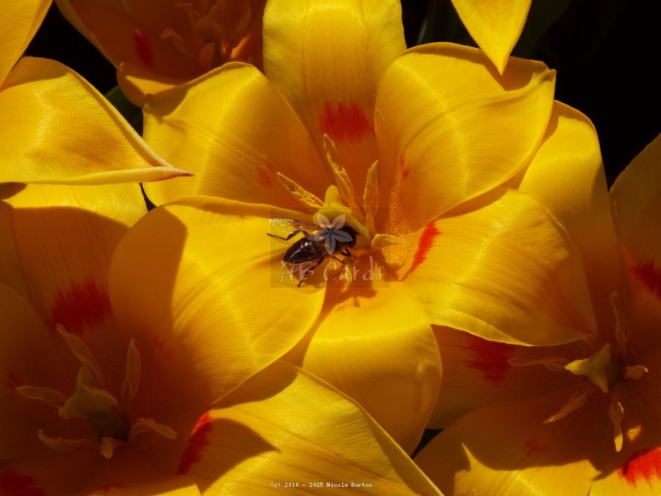 Tulip