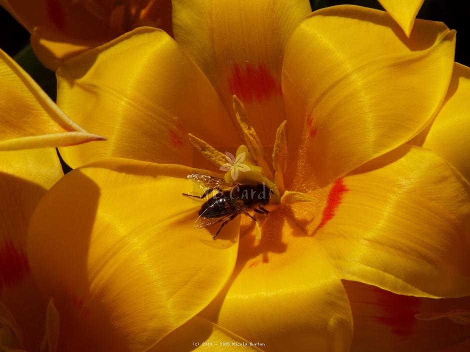 Tulip