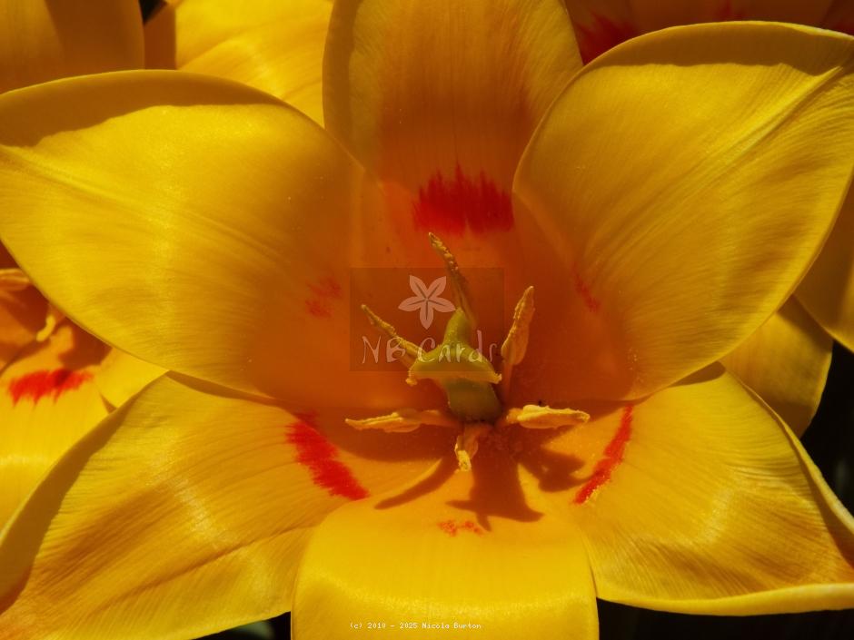 Tulip