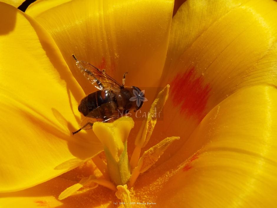 Tulip