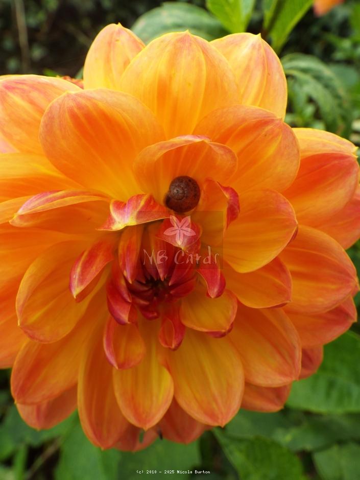 orange dahlia 2