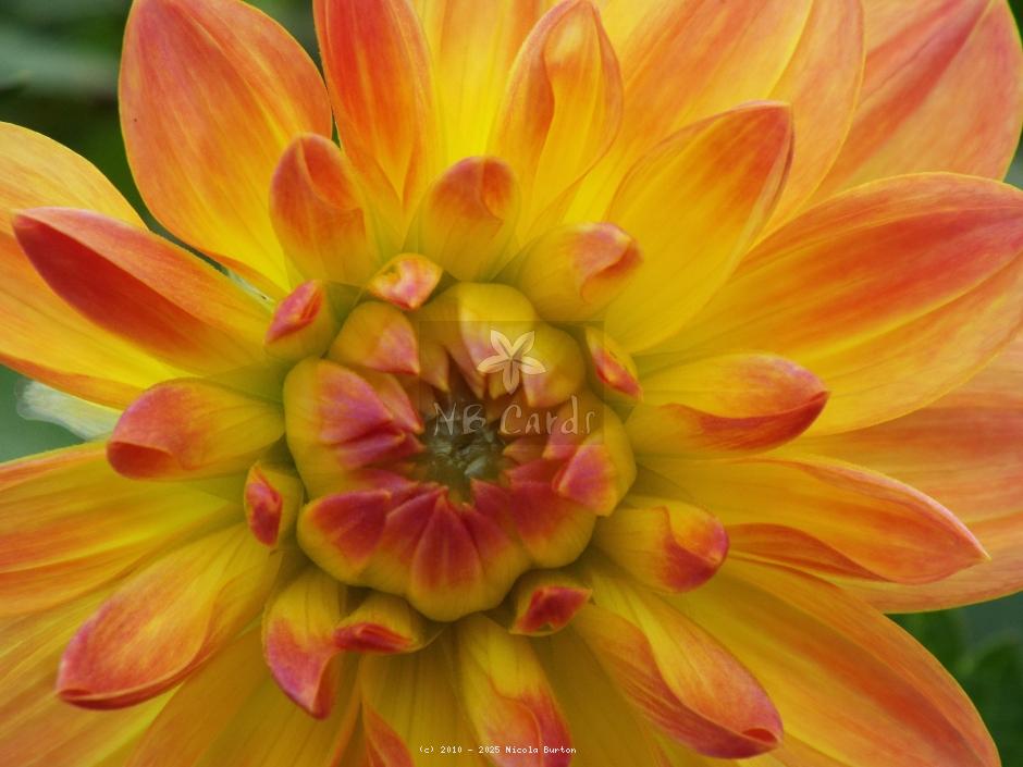 orange dahlia 3