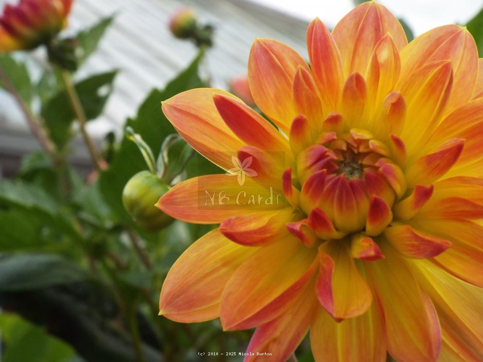orange daliah 6