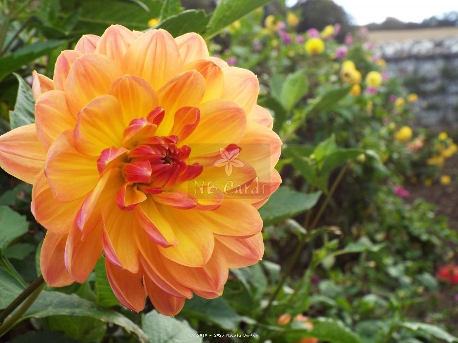 orange daliah 7