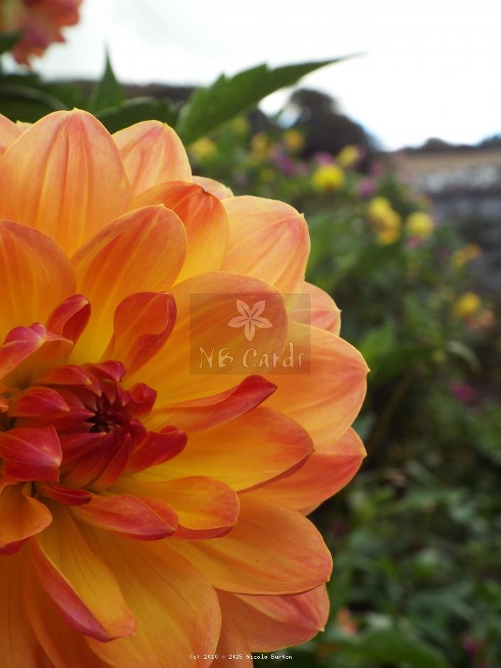orange daliah 8