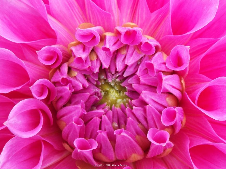 pink daliah 1