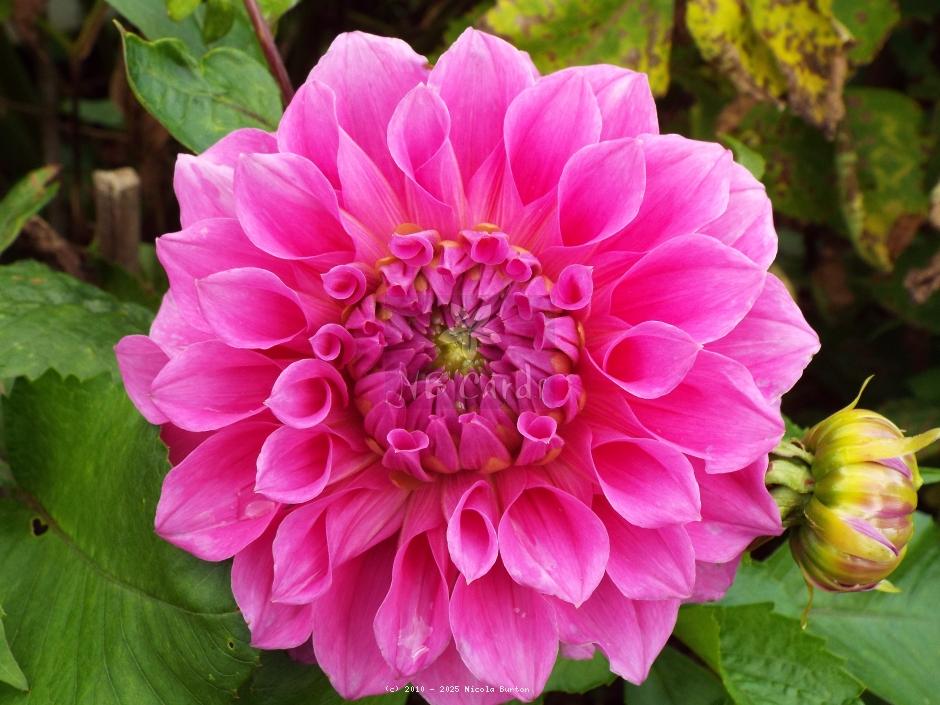 pink daliah 2