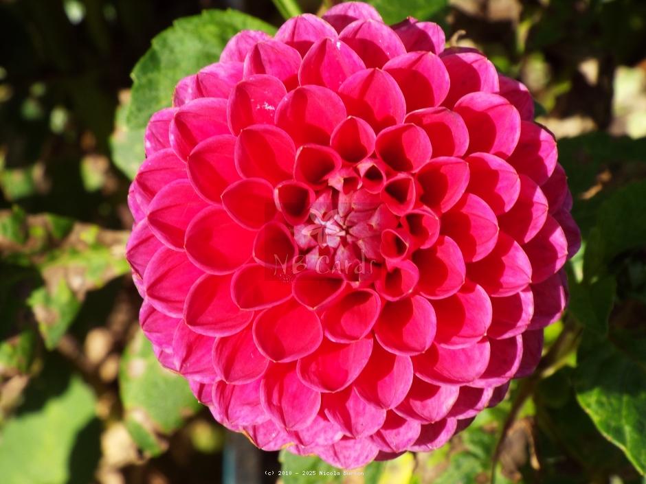 pink daliah 4