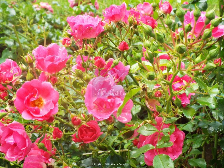 pink rose 1