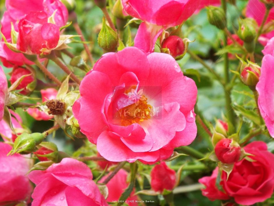pink rose 2