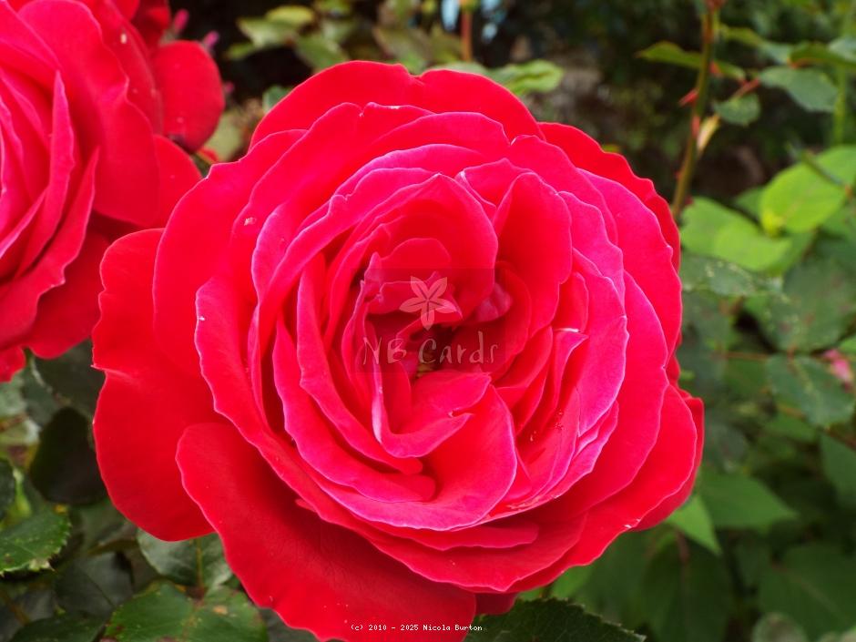 pink rose 3
