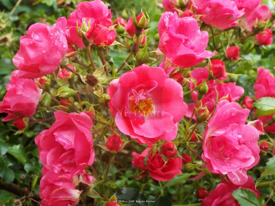 pink rose 4