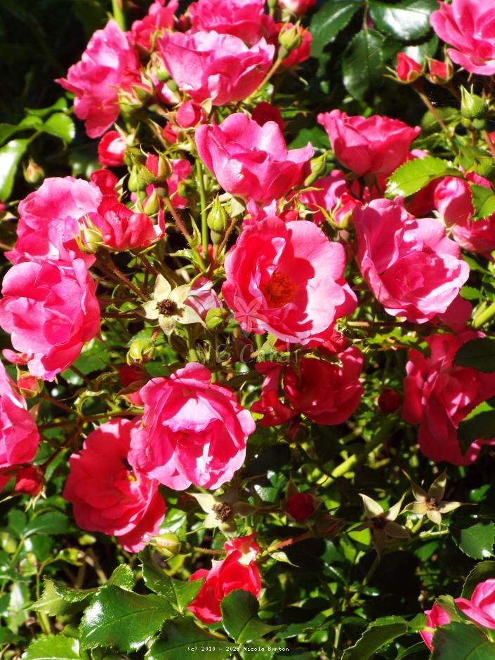pink rose 5