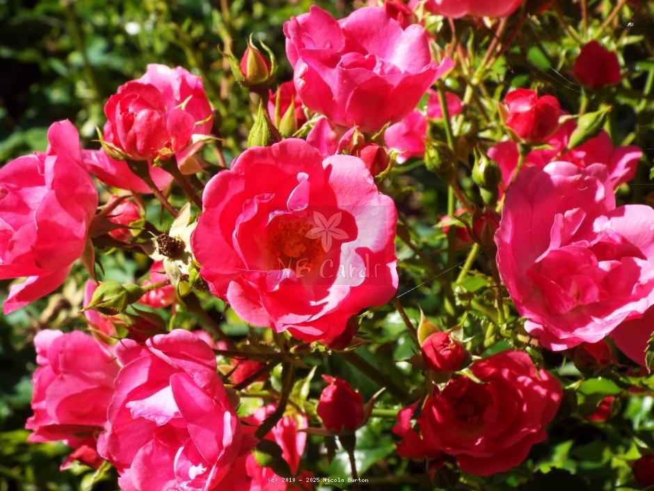 pink rose 6