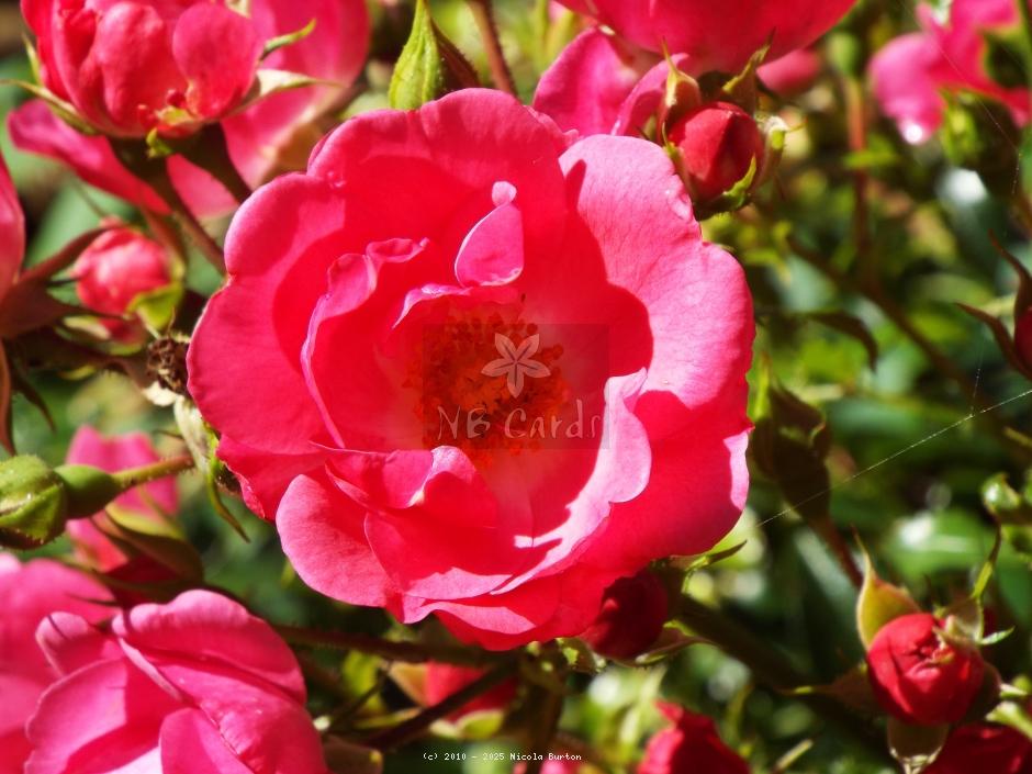 pink rose 7
