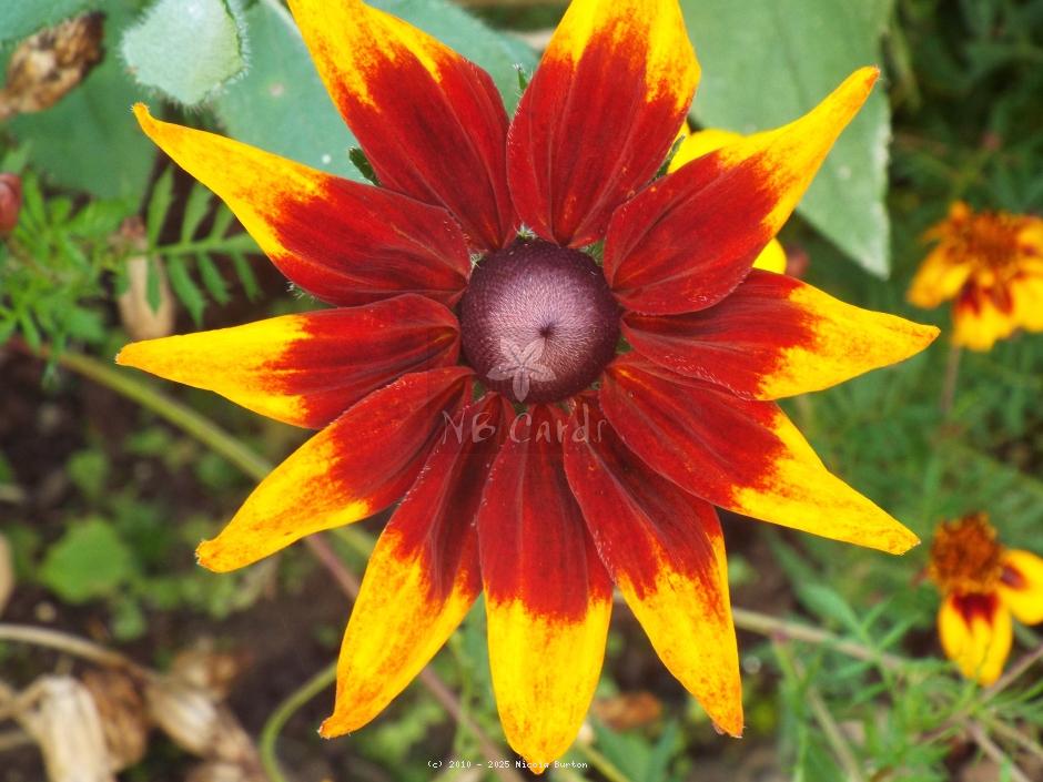 red and yellow daliah