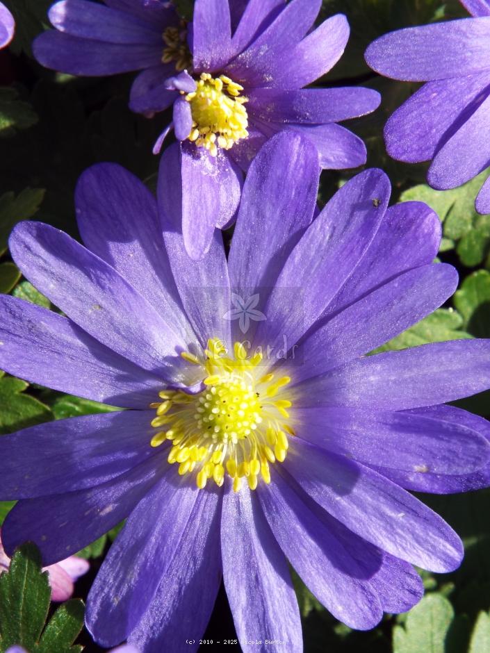 swan river daisy