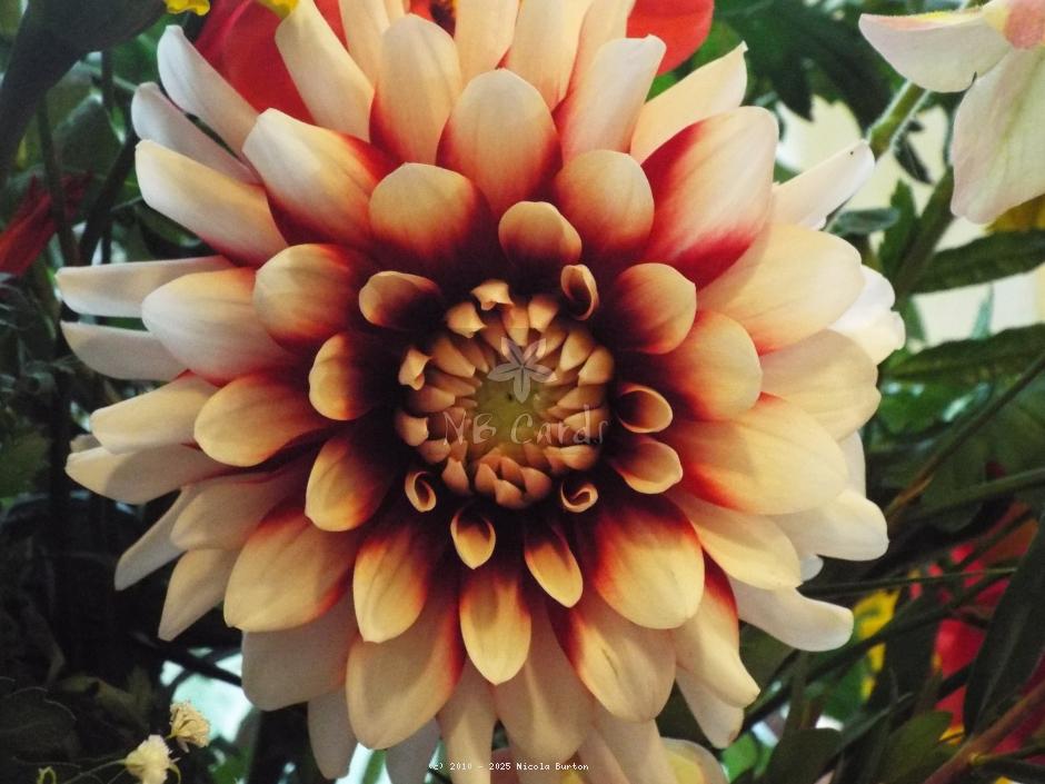 white dahlia 4