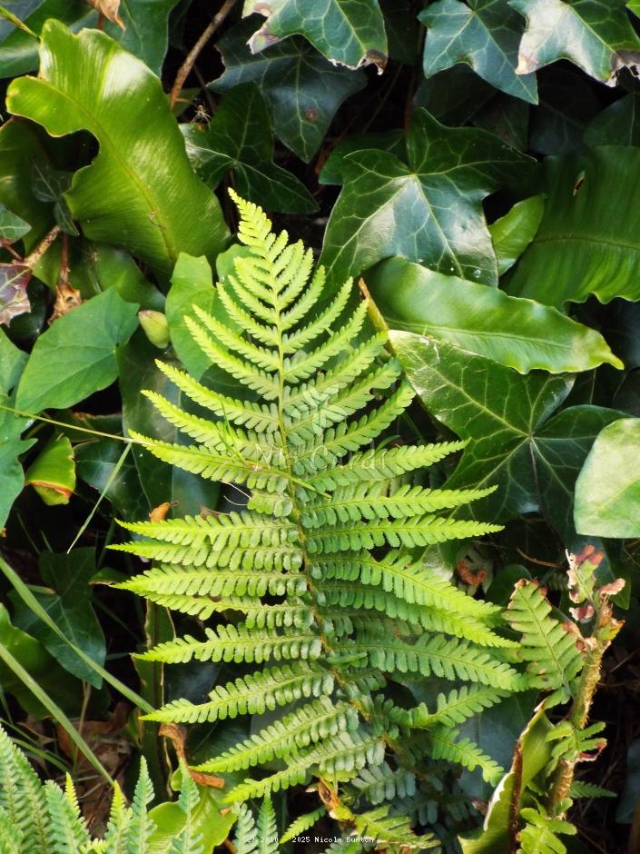 Fern 1