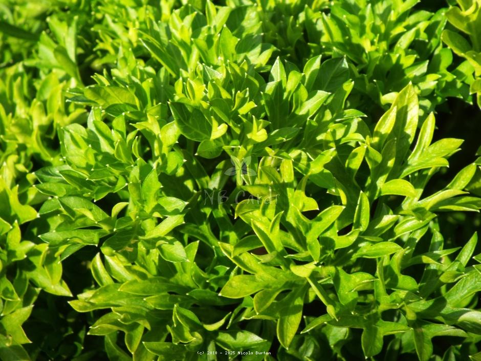 Foliage 3
