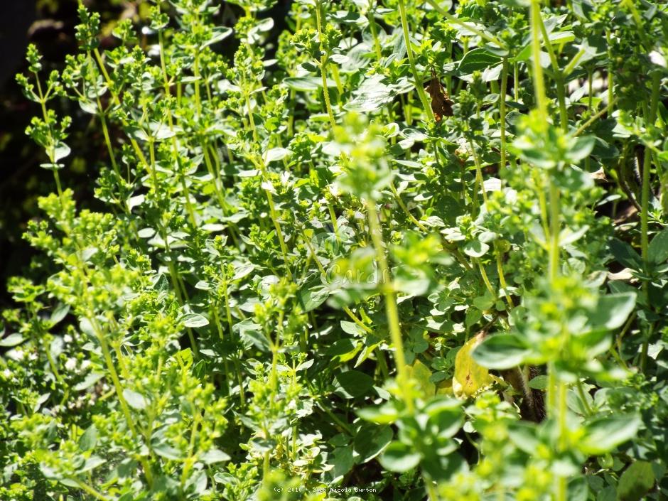 Foliage 4