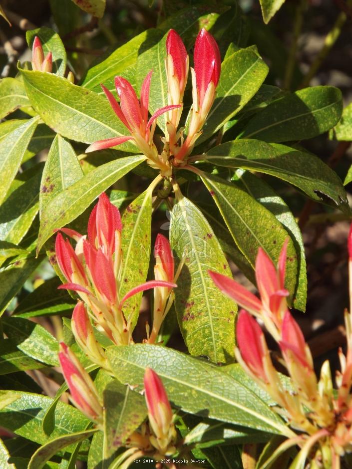 Foliage 6