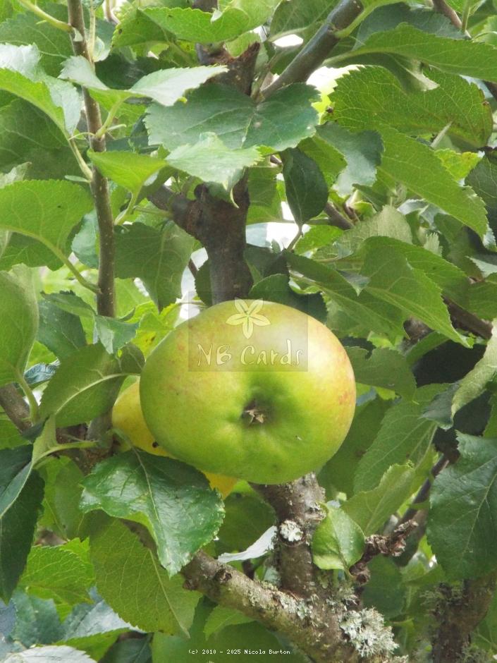 Apple