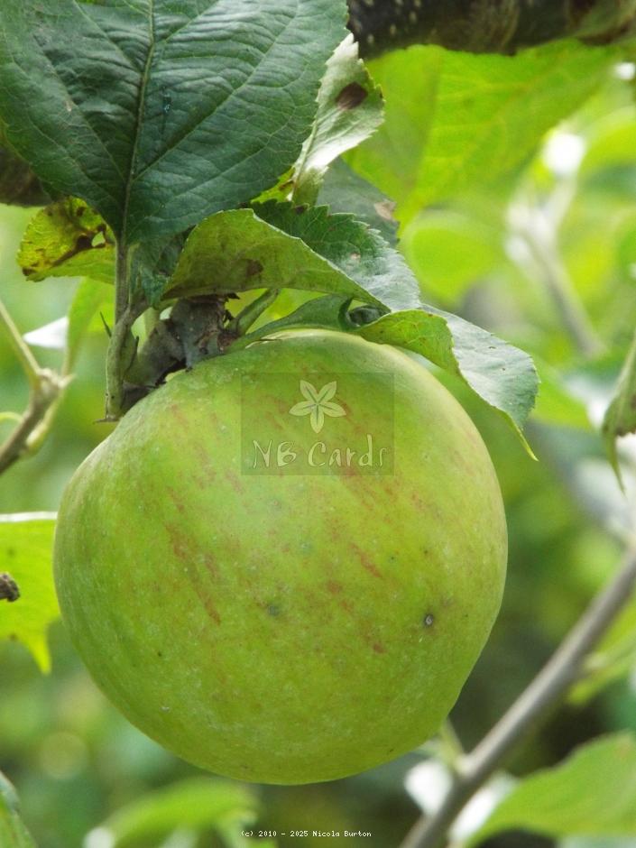 Apple
