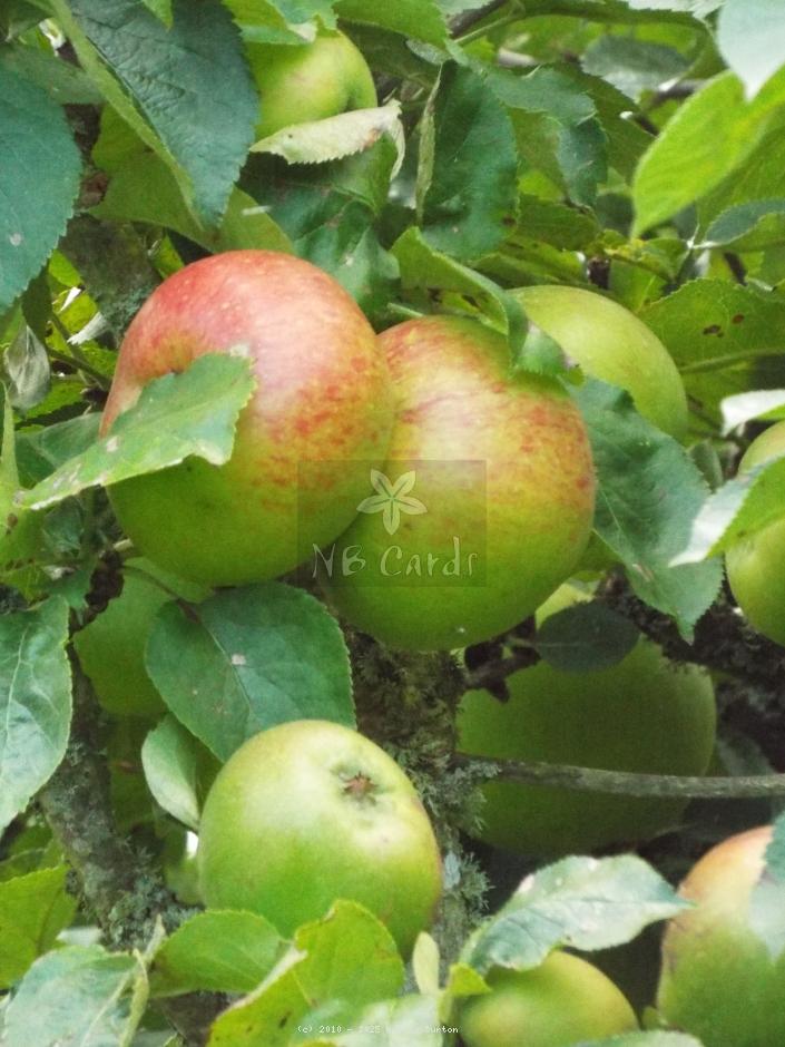 Apple