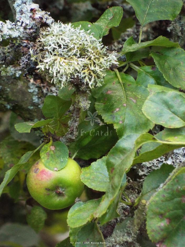 Apple