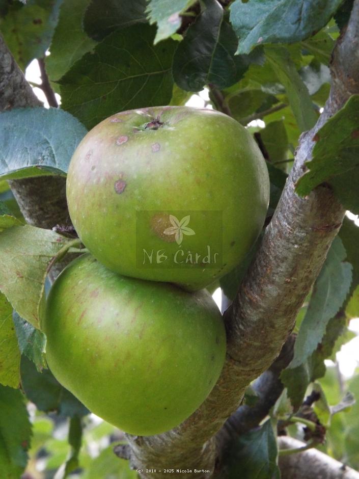 Apple