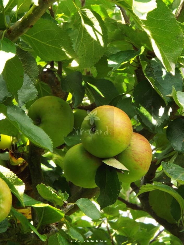 Apple