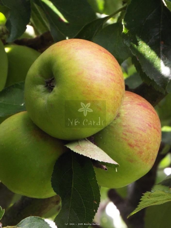 Apple