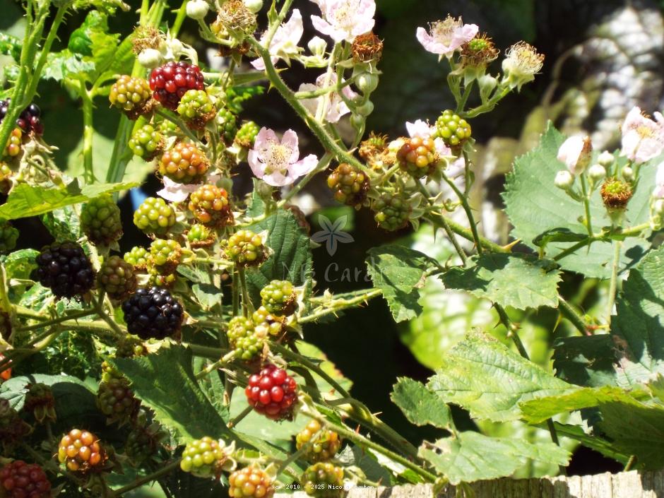 Blackberries 3