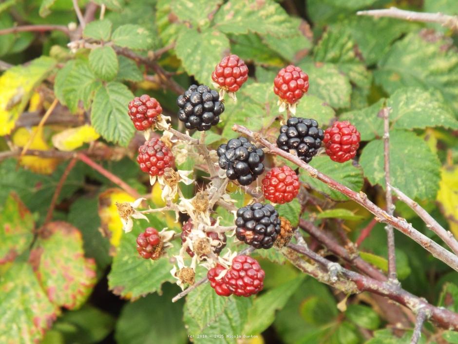 Blackberries 4