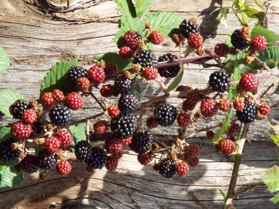 Blackberries 7